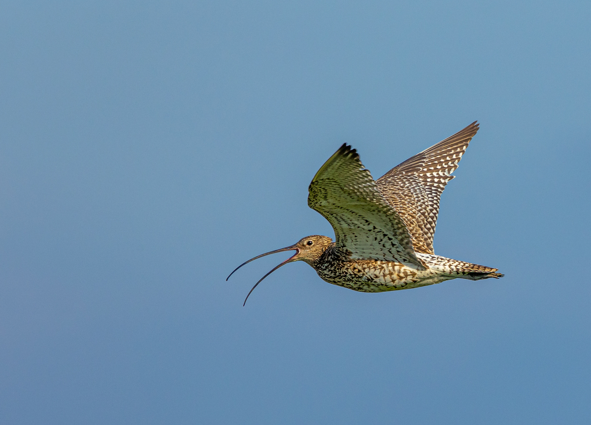 4th Flying High by John Austin